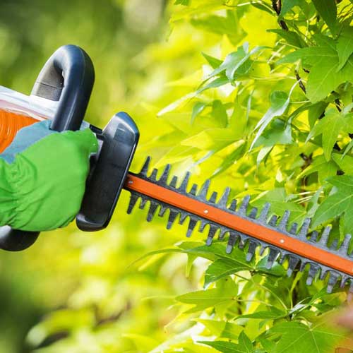 Hedge Trimming Services